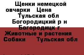 Щенки немецкой овчарки › Цена ­ 10 000 - Тульская обл., Богородицкий р-н, Богородицк г. Животные и растения » Собаки   . Тульская обл.